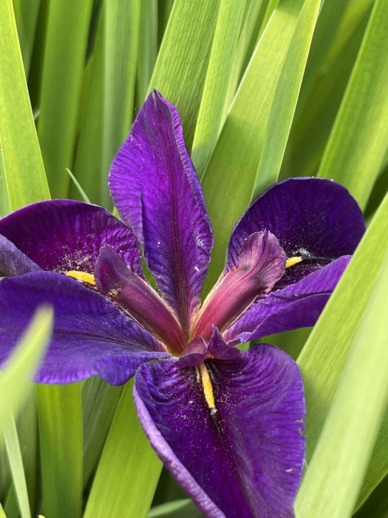 Iris louisiana 'Black Gamecock' - Louisiana Iris, Pond Marginal Plant