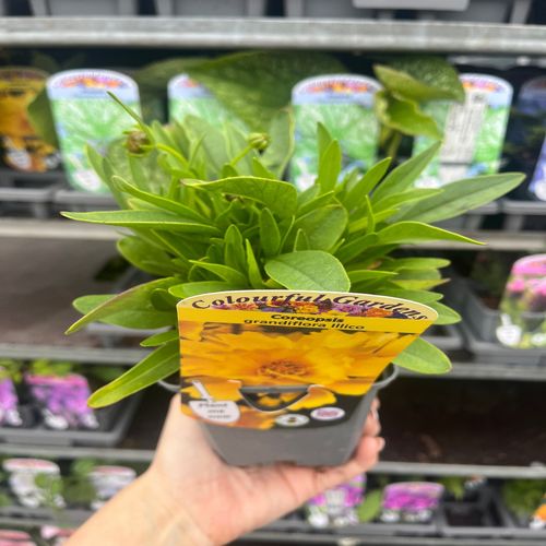IMG_7902.jpg