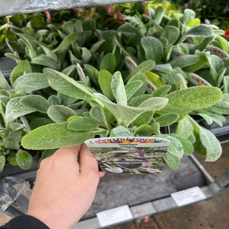 IMG_8385.jpg