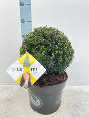 Ilex7.5.jpg