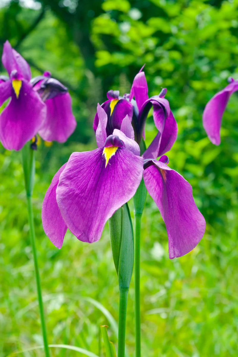 Iris ensata - Japanese Iris, Bog Plant