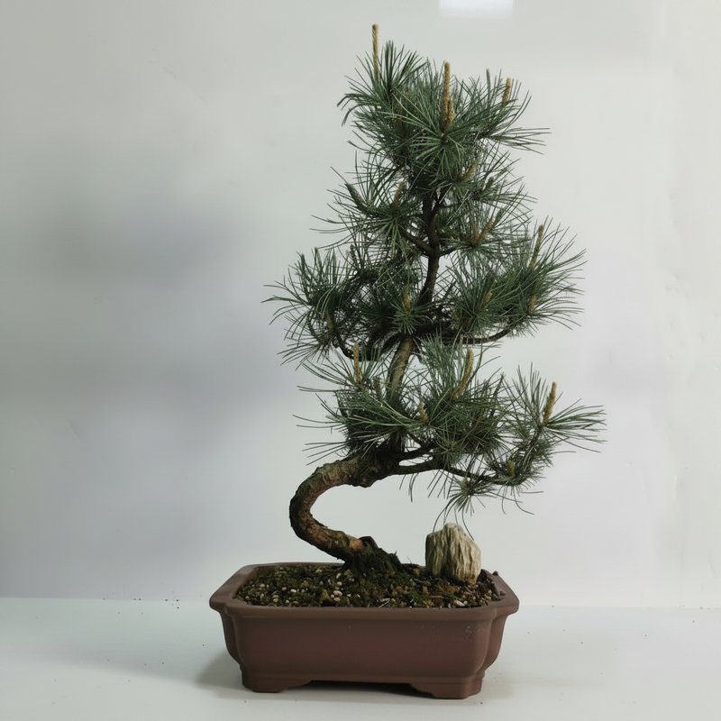 Japanese White Pine Bonsai Tree (Pinus Parviflora) | Shaped | In 25cm Pot