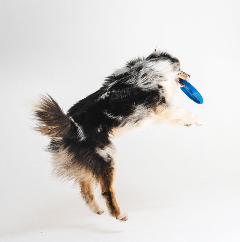 Joint & Mobility Dog Treats
