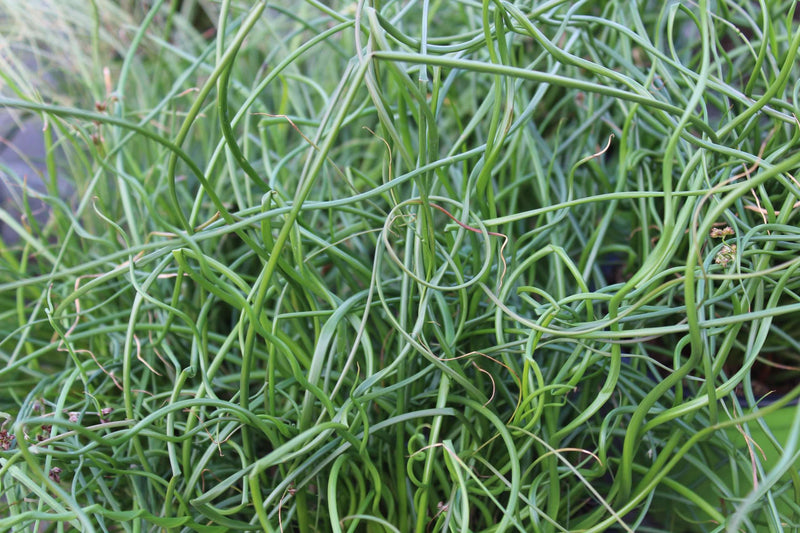 Juncus effusus var. spiralis