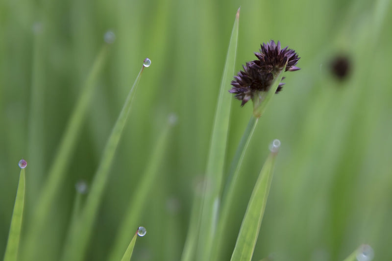 Juncus ensifolius