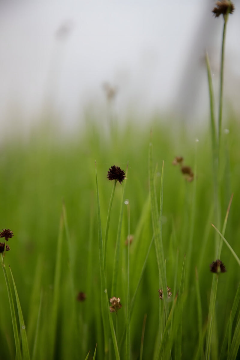 Juncus ensifolius