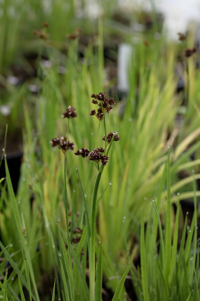Juncus ensifolius
