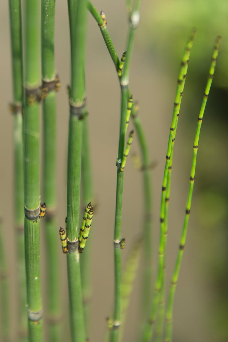 Equisetum hyemale - Rough Horsetail (Scouring Rush), Pond Marginal Plant