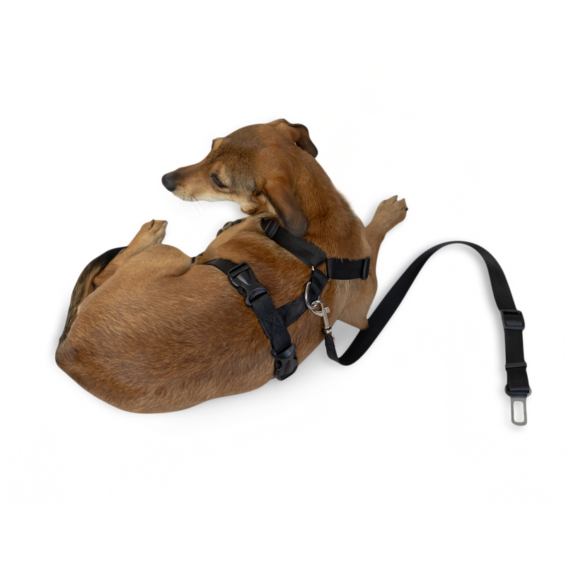 Strap Harness
