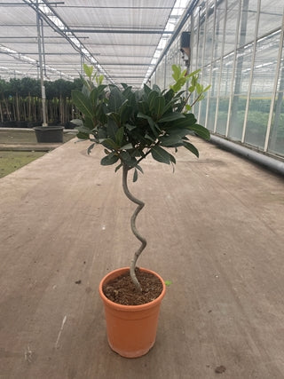 Laurus_Nobilis_80cm.jpg