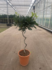 Laurus_Nobilis_80cm.jpg