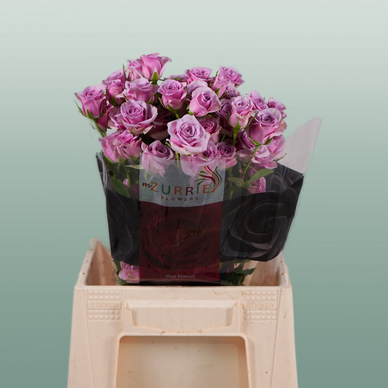 Spray Rose Leila
