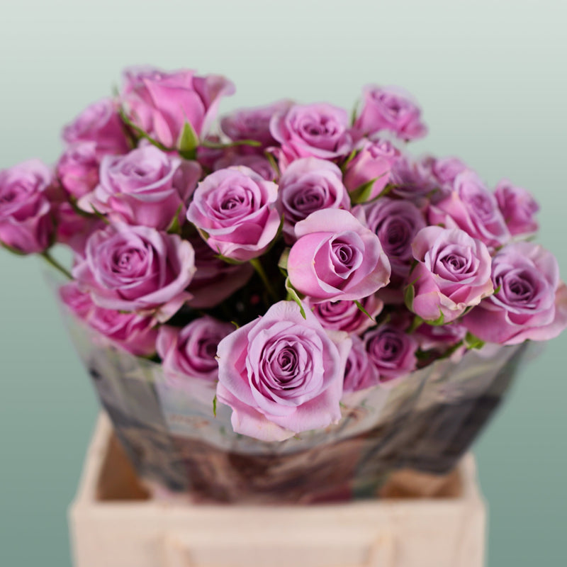 Spray Rose Leila