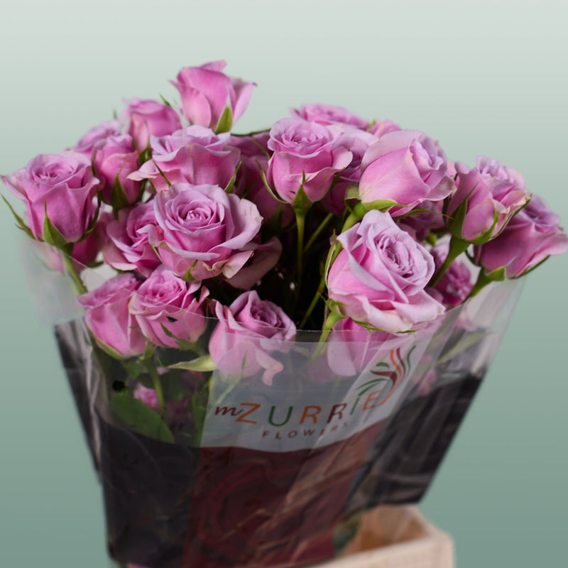 Spray Rose Leila