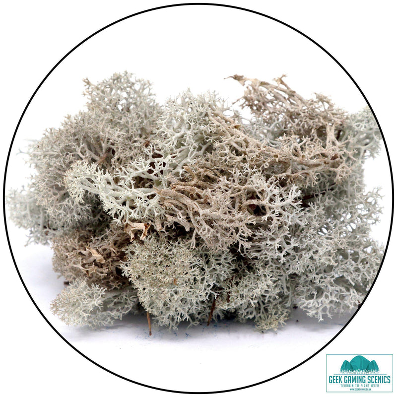 Lichen - Reindeer Moss (Icelandic Moss) Natural