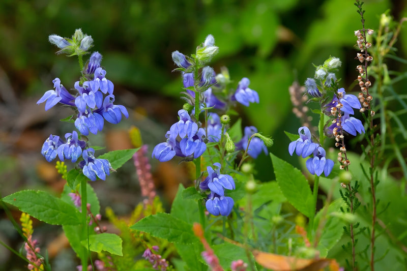 Lobelia siphilitica