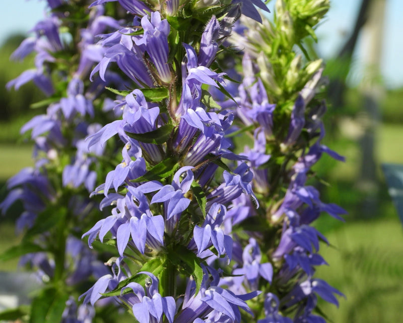 Lobelia siphilitica