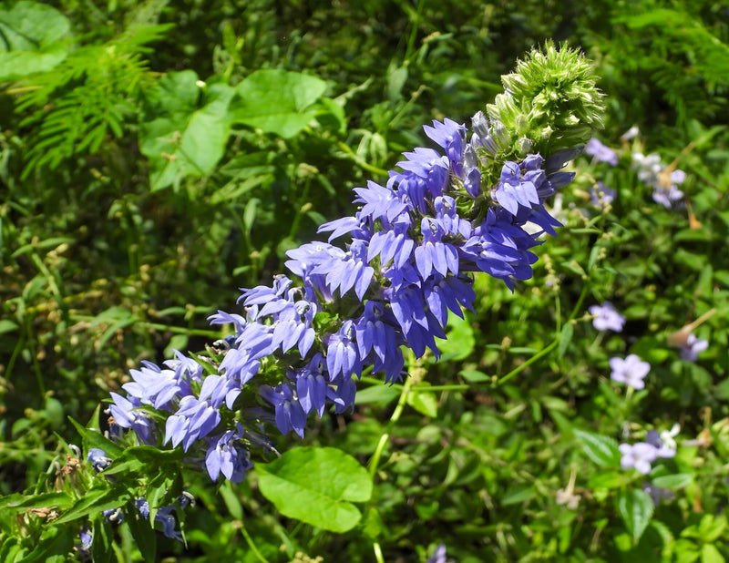 Lobelia siphilitica