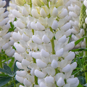 Lupinwhite3l.jpg