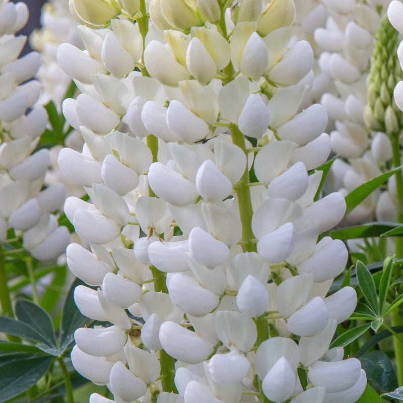 Lupinwhite3l.jpg