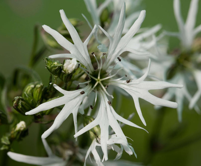 Lychnis flos-cuculi alba