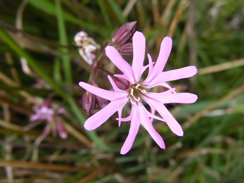 Lychnis flos-cuculi