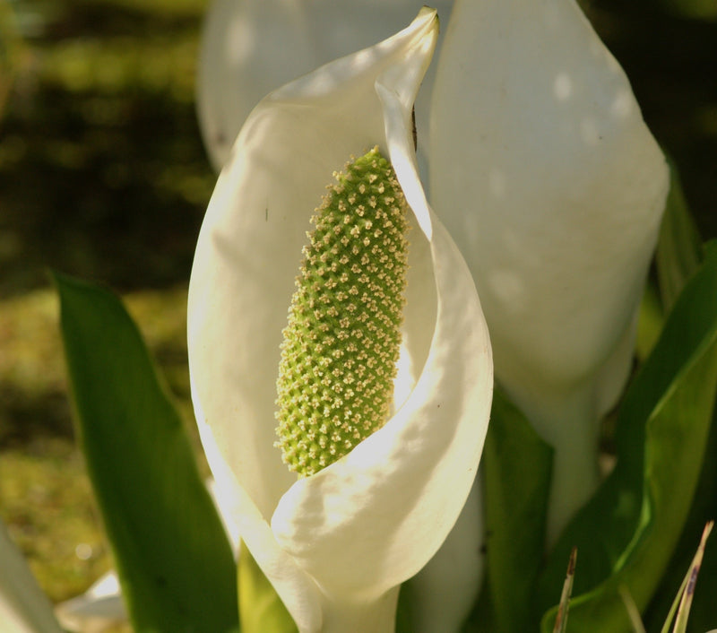 Lysichiton camtschatcensis