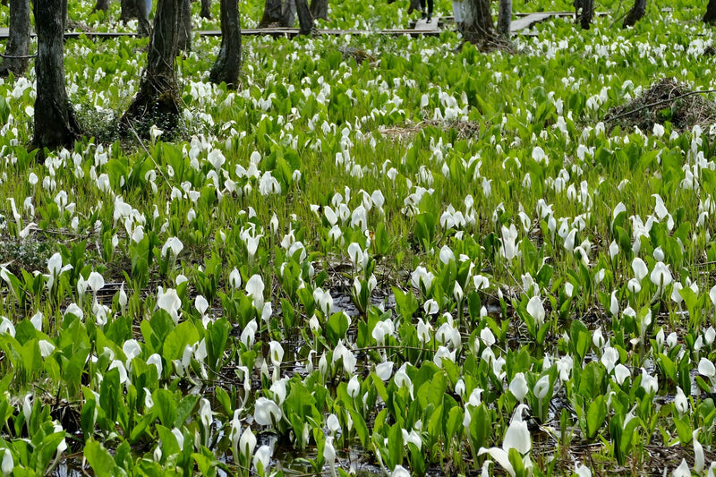 Lysichiton camtschatcensis