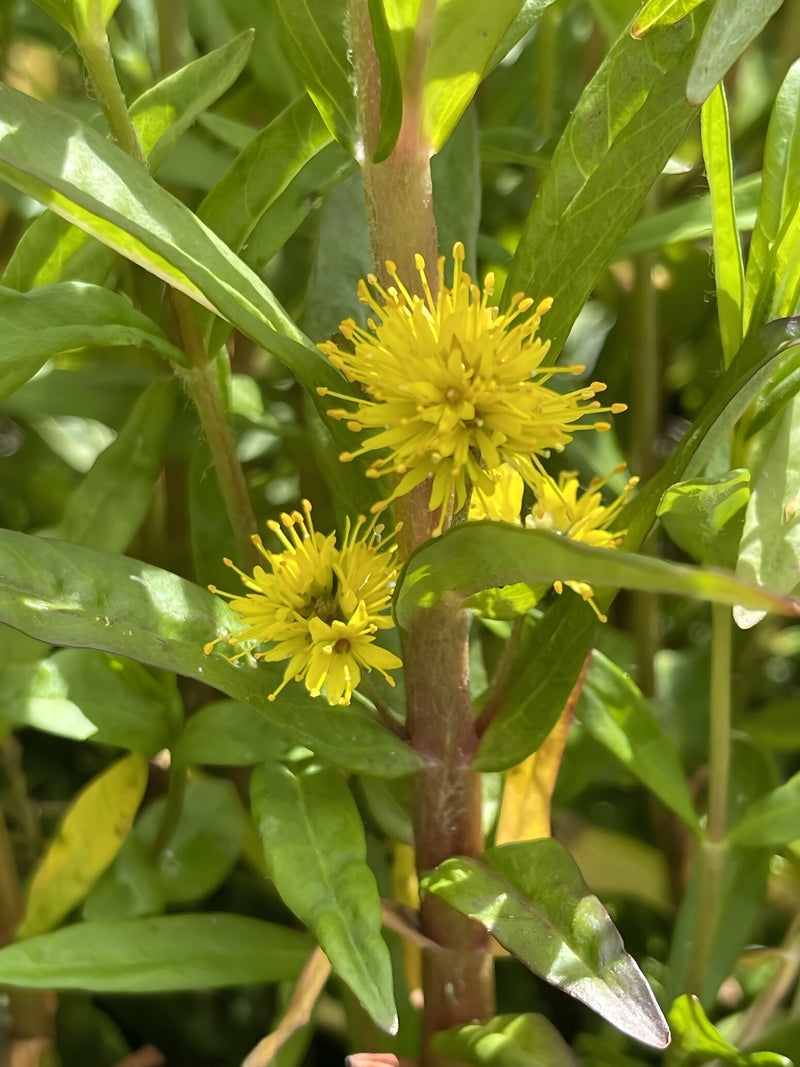 Lysimachia thyrsiflora - Tufted Loosestrife, Native Pond Marginal Plant