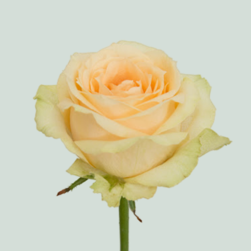 Rose Magic Avalanche+