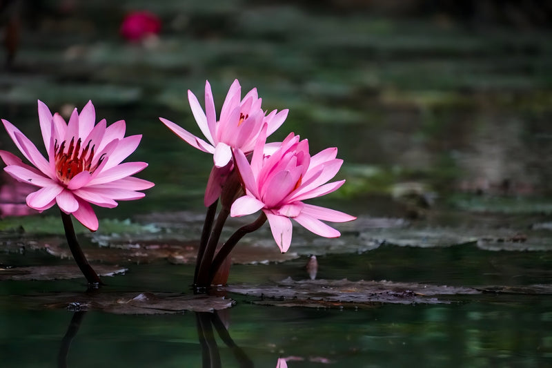 Nymphaea 'Magnificent'