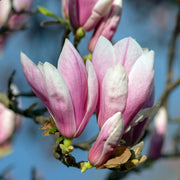 MagnoliaSoulangeana.jpg