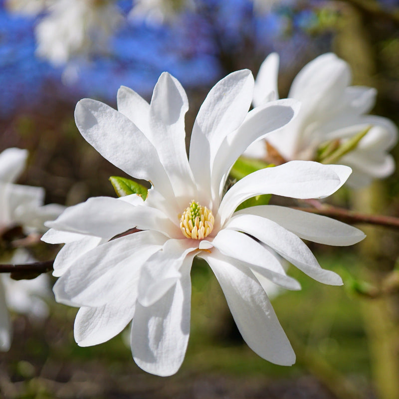 MagnoliaStellata.jpg