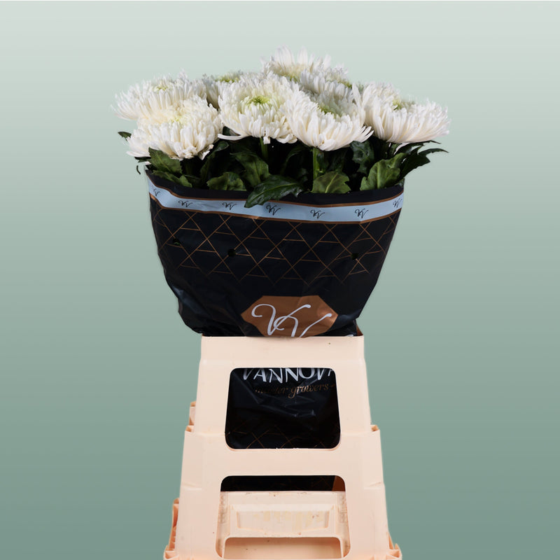 Chrysanthemum G Mangum White