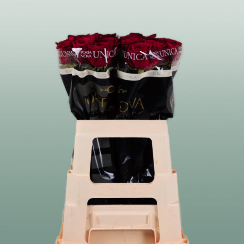 Rose Red Naomi Free Choice