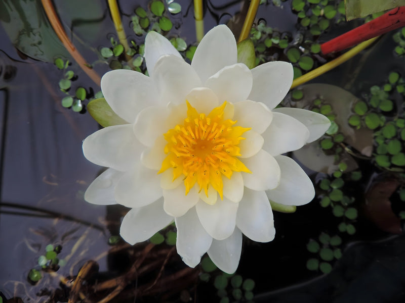 Nymphaea 'Marliacea Albida'