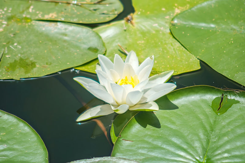 Nymphaea 'Marliacea Albida'