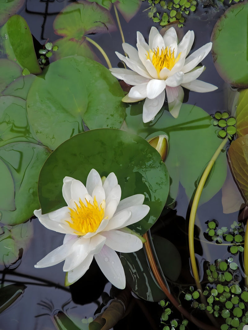 Nymphaea 'Marliacea Albida'