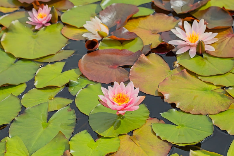Nymphaea 'Marliacea Carnea'