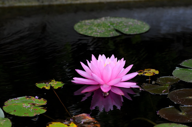 Nymphaea 'Mayla'