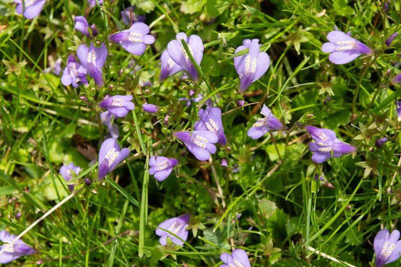 Mazus reptans - Creeping Mazus, Pond Edge & Border Plant