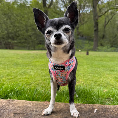 Luxury Meadow Floral Harness by My Pup and Me