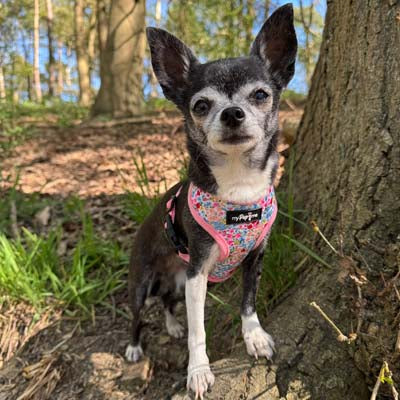 Luxury Meadow Floral Harness by My Pup and Me