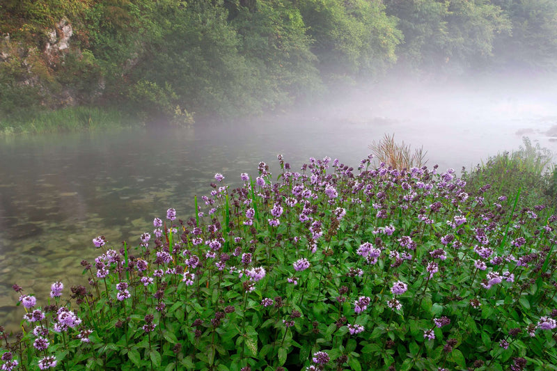 Mentha aquatica - Water Mint, Native Pond Marginal Plant
