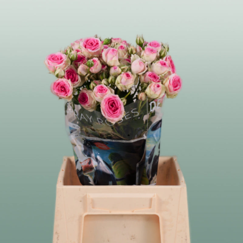 Spray Rose Mimi Eden