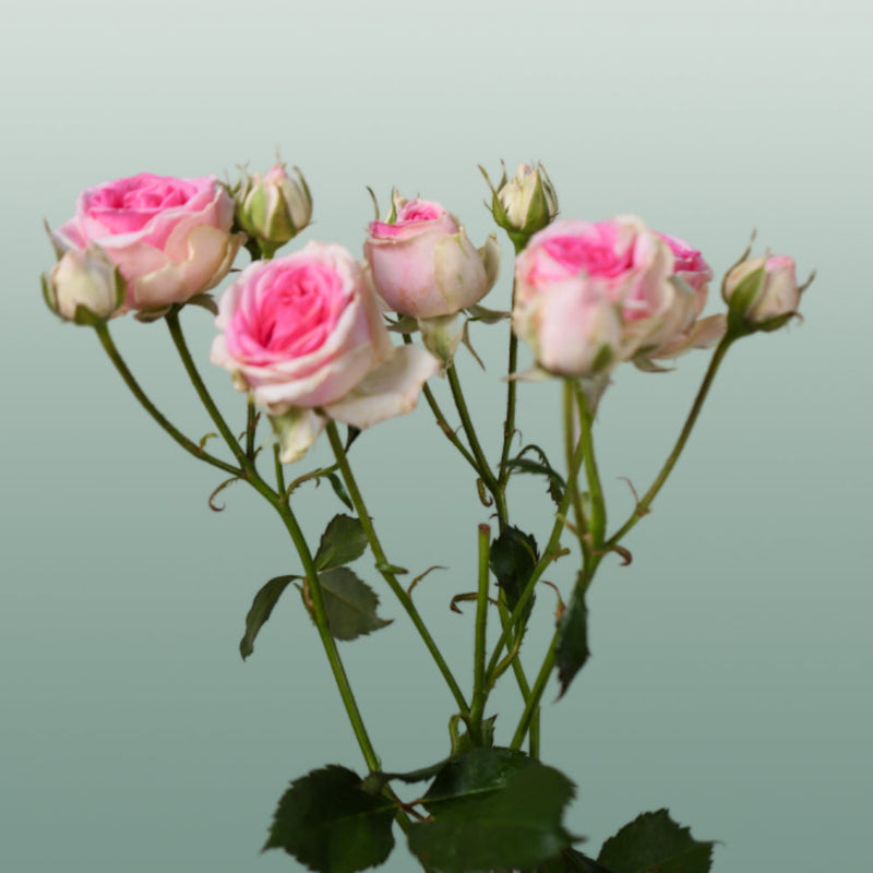 Spray Rose Mimi Eden