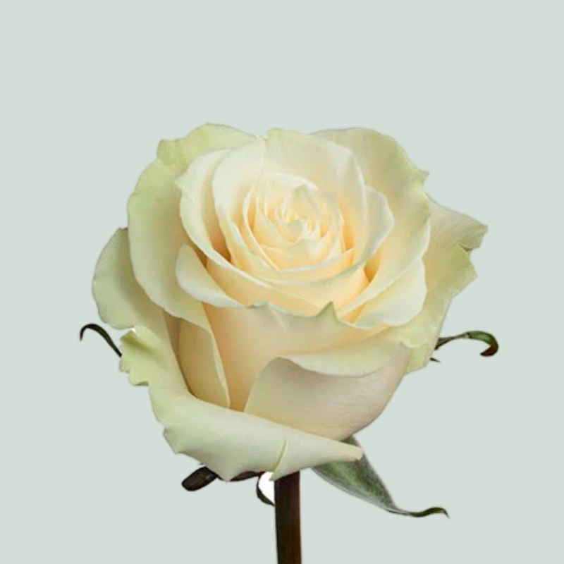 Rose - Rosa - Mondial