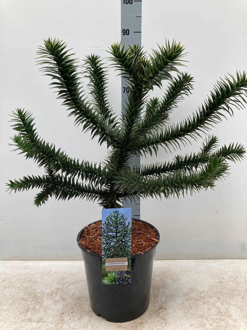 MonkeyPuzzle10L90cm2.0_f2a8fc11-46de-43e0-8f70-76cf276b188c.jpg