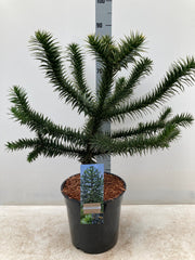 MonkeyPuzzle10L90cm2.0_f2a8fc11-46de-43e0-8f70-76cf276b188c.jpg