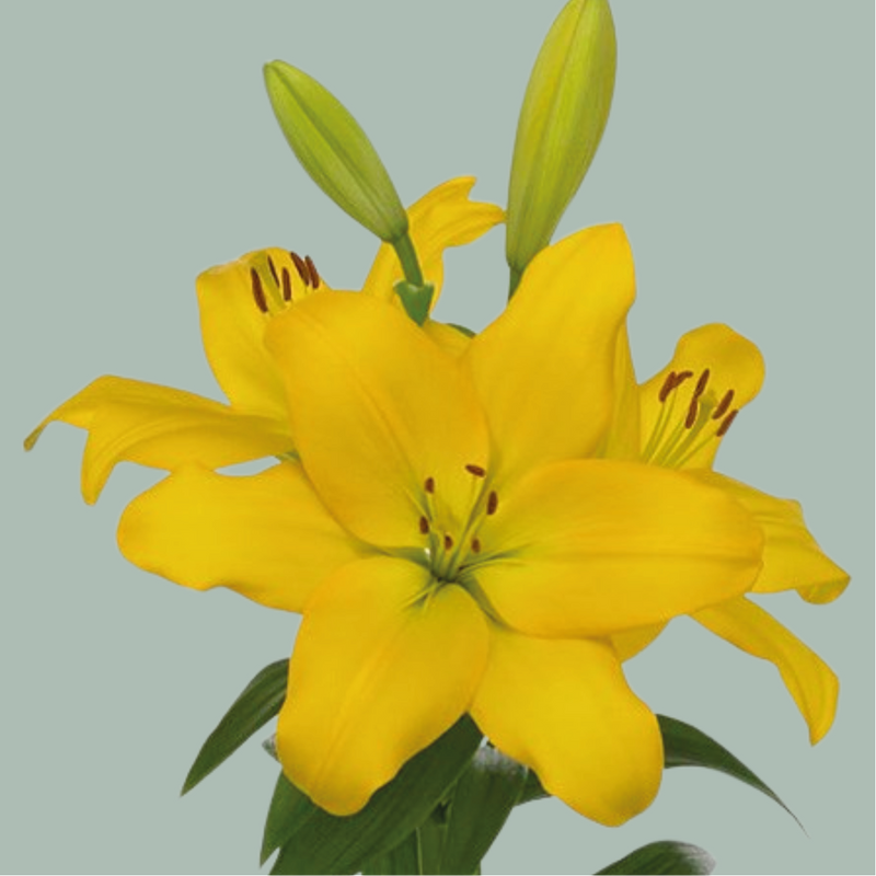 Lily Nashville (LA) (10 Stems)